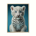 Albino Bengalsk Tiger plakat - Blå