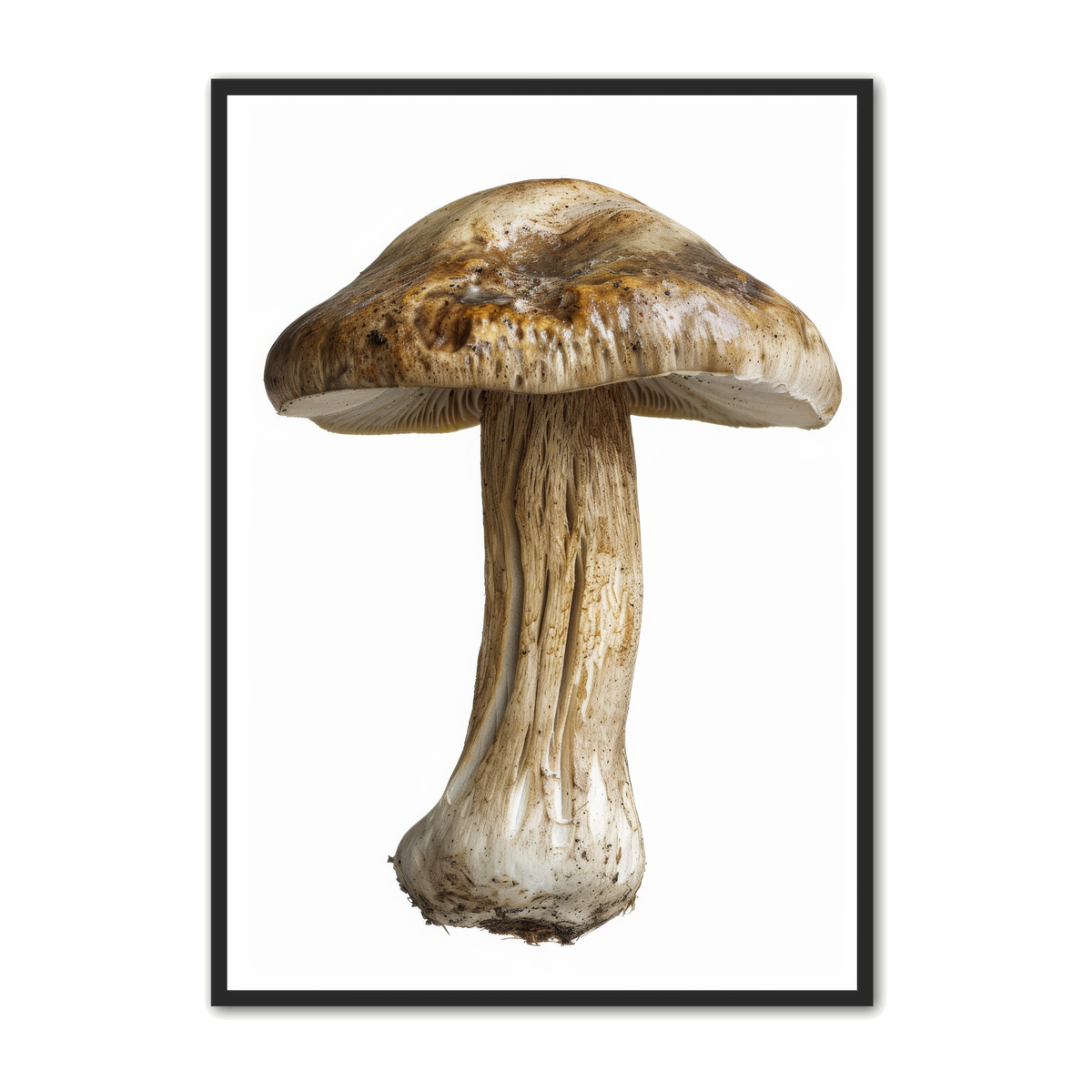 Svampe Plakat 20 - Naturplakat