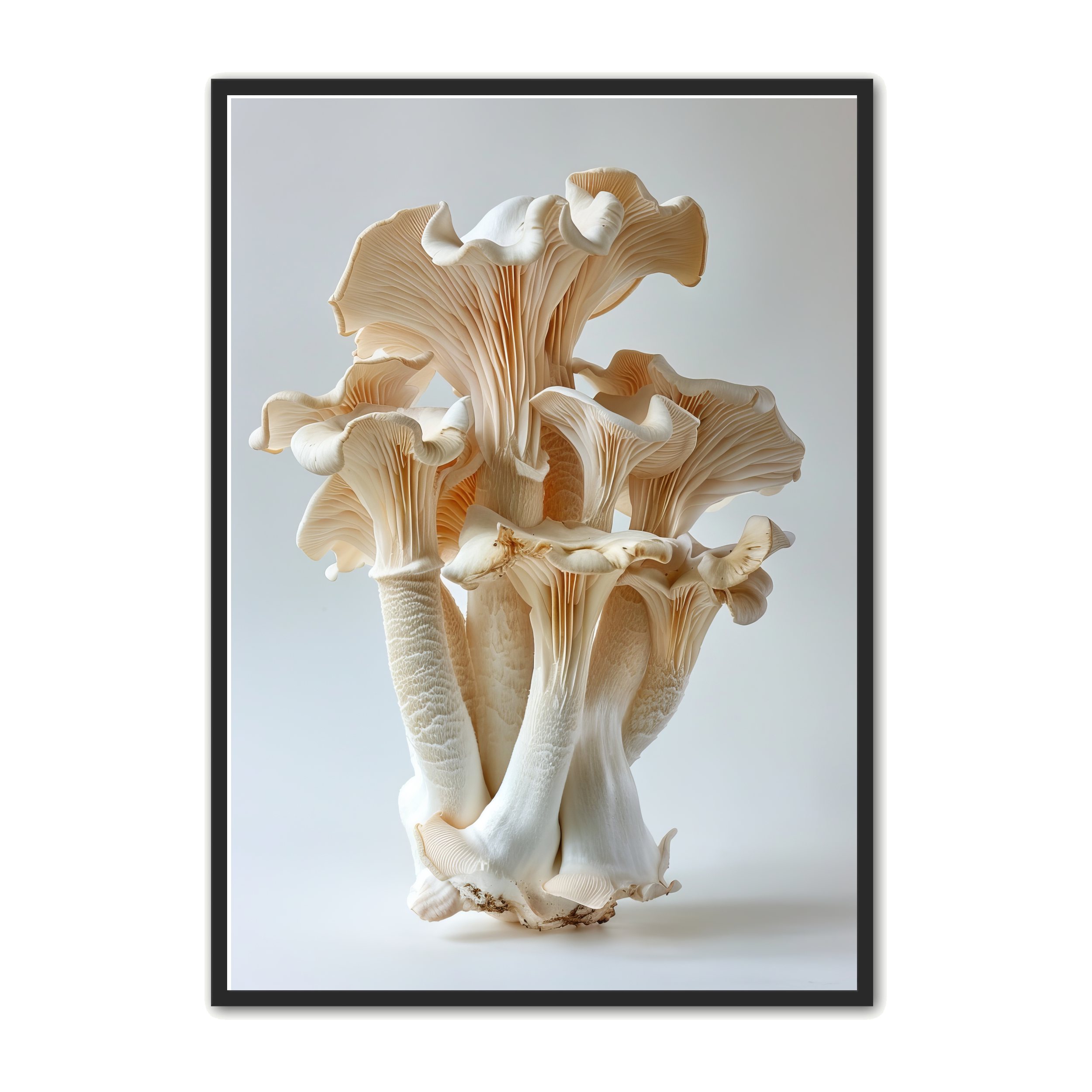 Svampe Plakat 26 - Naturplakat