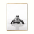 Skildpadde Plakat 2