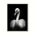 Svane Plakat 6